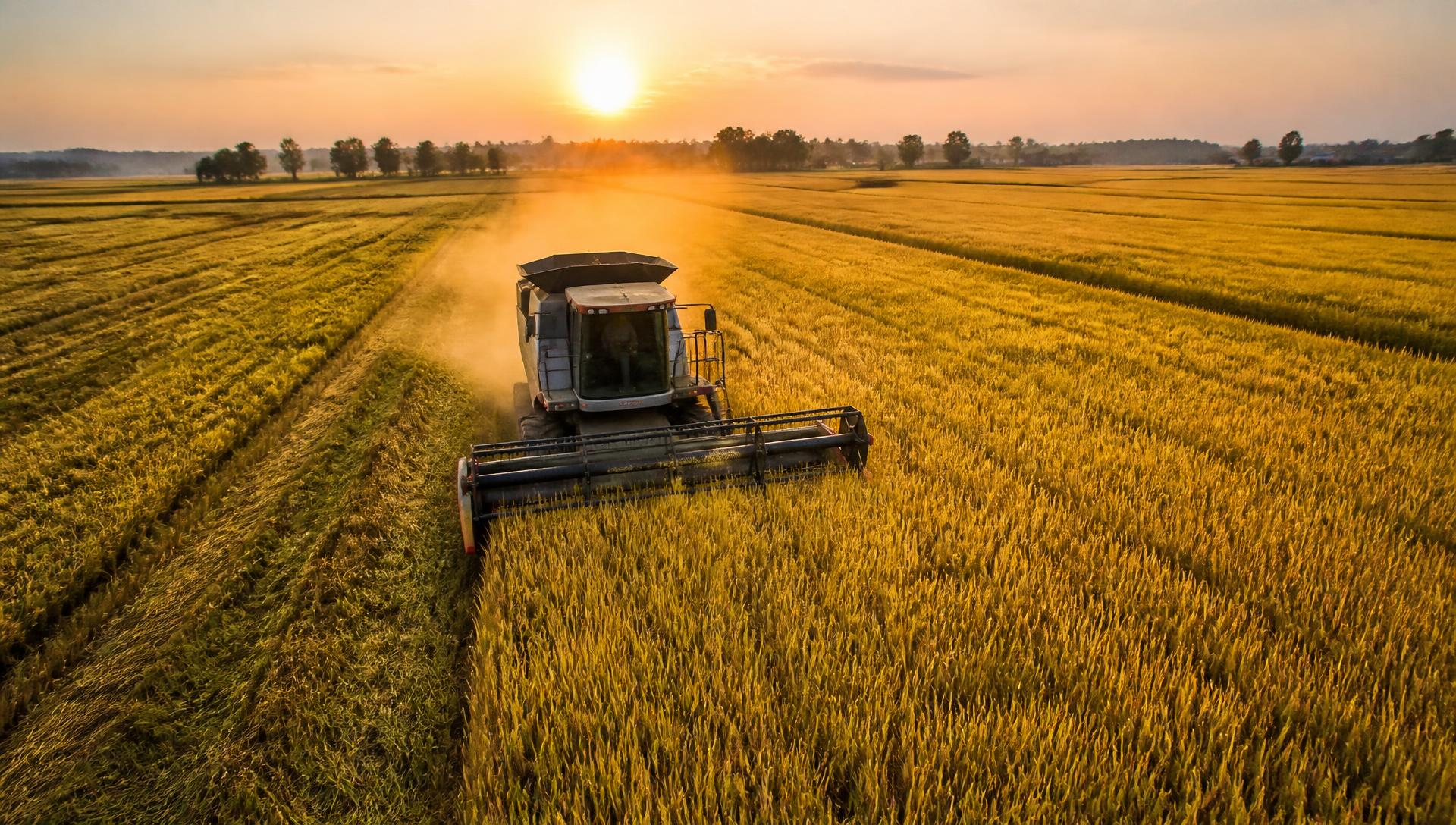 Combine harvester cutting through a ripe grain field at sunset